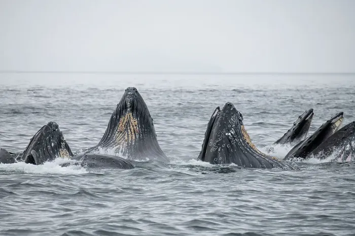 Framed Print : USA, SE Alaska, Inside Passage, Fredrick Sound. Humpback whales bubble net feeding