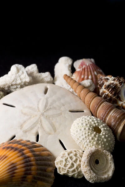 USA - Detail of seashells from around the world