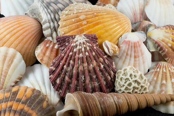 USA - Detail of seashells from around the world