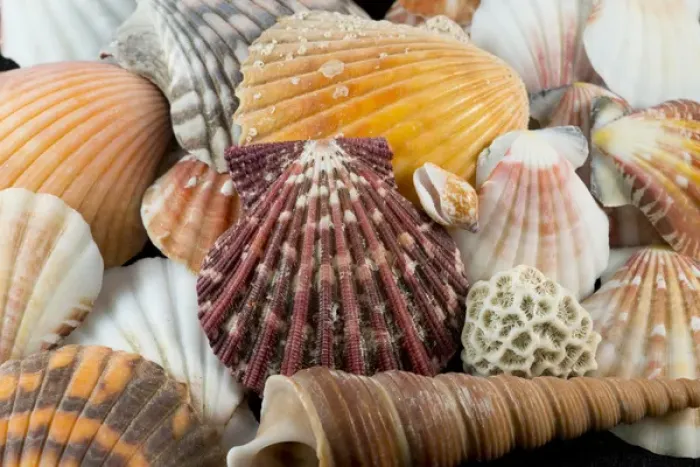 Framed Print : USA - Detail of seashells from around the world Framed Print : USA - Detail of seashells from around the world