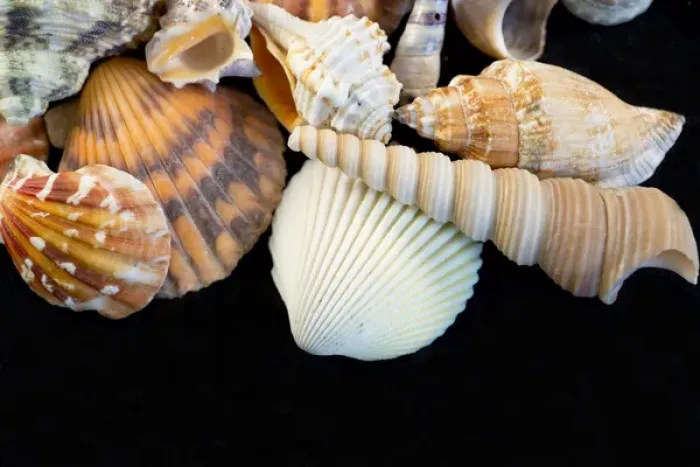 Framed Print : USA - Detail of seashells from around the world Framed Print : USA - Detail of seashells from around the world