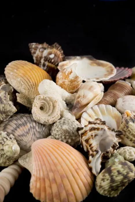 Framed Print : USA - Detail of seashells from around the world Framed Print : USA - Detail of seashells from around the world