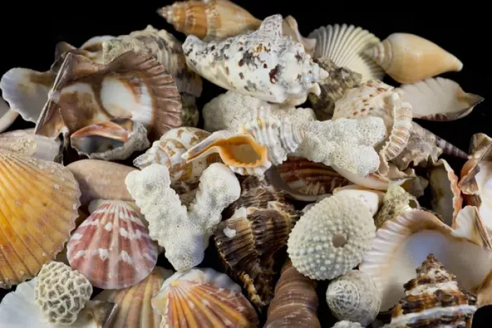 Framed Print : USA - Detail of seashells from around the world