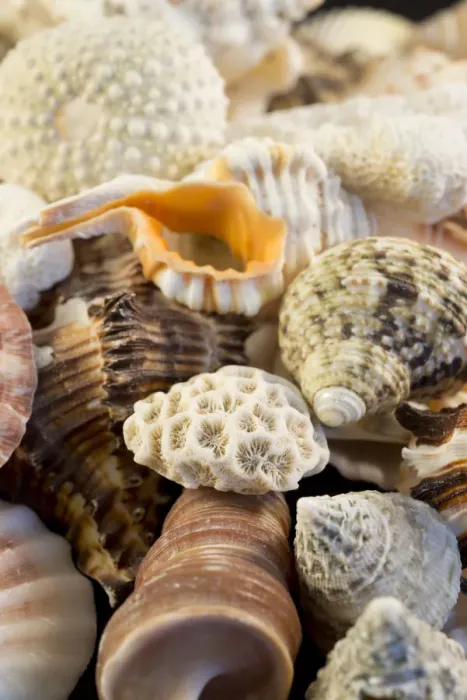 Framed Print : USA - Detail of seashells from around the world Framed Print : USA - Detail of seashells from around the world