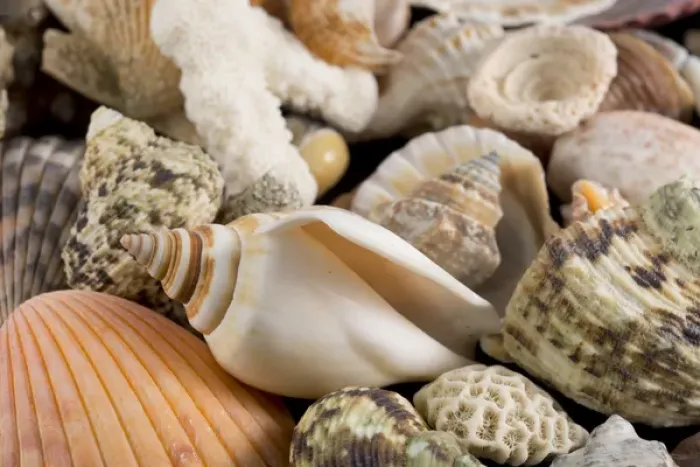 Framed Print : USA - Detail of seashells from around the world