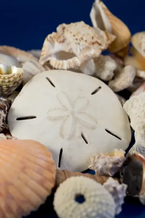 Framed Print : USA - Detail of seashells from around the world