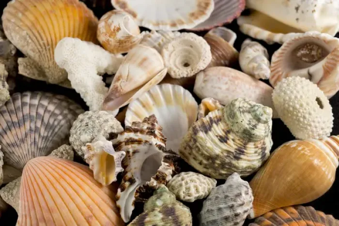 Framed Print : USA - Detail of seashells from around the world