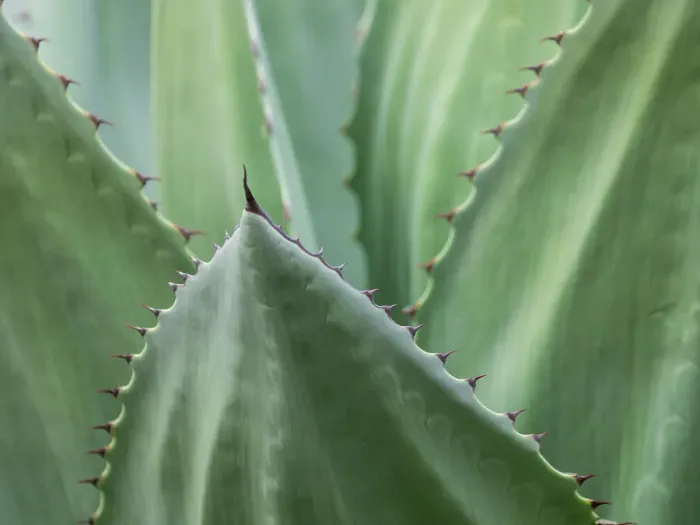 Framed Print : Usa, Seattle. Century plant close-up