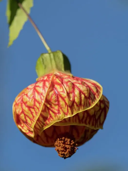 Framed Print : Usa, Seattle. Red vein abutilon Framed Print : Usa, Seattle. Red vein abutilon