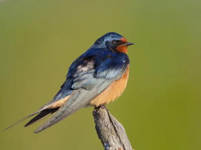 Framed Print : USA, Seattle, Washington. Male Barn Swallow perches near marsh on Union Bay, Lake