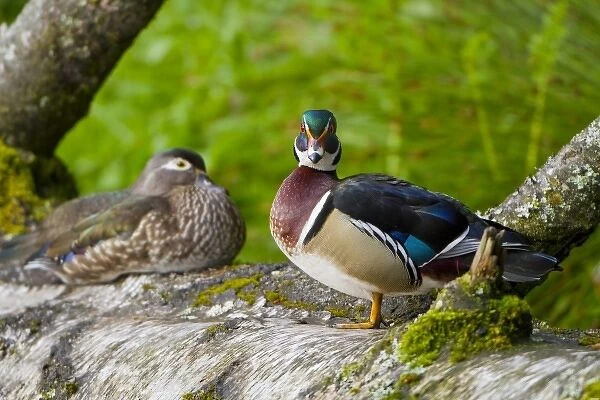 USA, Seattle, Washington. Male and Female Wood Ducks near Foster Island, Arboretum