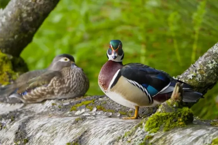 Framed Print : USA, Seattle, Washington. Male and Female Wood Ducks near Foster Island, Arboretum