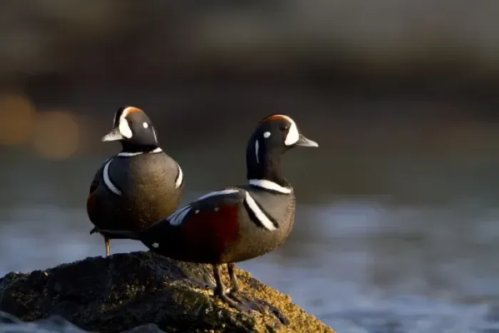 Framed Print : USA, Seattle, Washington. Male Harlequin Ducks on barnacle rock near West Seattle