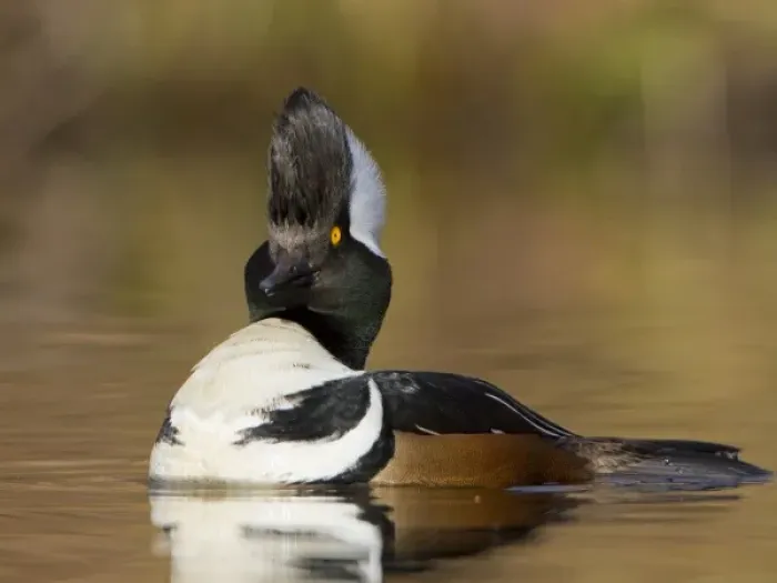 Framed Print : USA, Seattle, Washington. Male Hooded Merganser displaying with raised hood Framed Print : USA, Seattle, Washington. Male Hooded Merganser displaying with raised hood