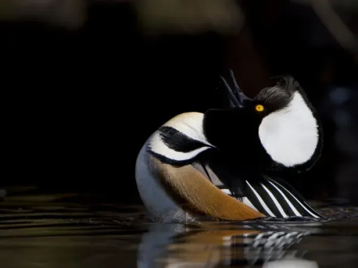 Framed Print : USA, Seattle, Washington. Male Hooded Merganser rearing back and displaying with raised hood