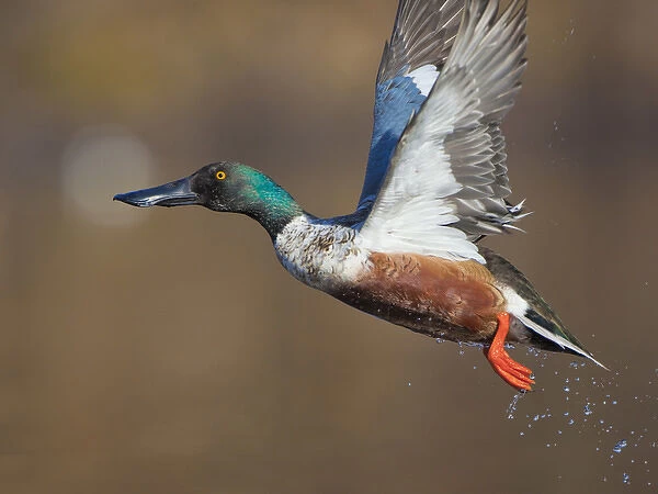 USA, Seattle, Washington. Male Northern Shoveler takes flight on Union Bay, Lake