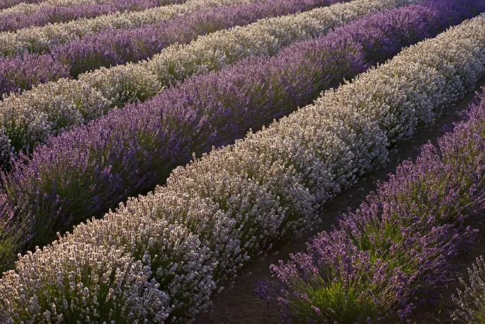Framed Print : USA, Sequim, Washington State, field of Lavender Framed Print : USA, Sequim, Washington State, field of Lavender