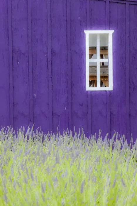 Framed Print : USA, Sequim, Washington State, field of Lavender and Lavender painted wood barn