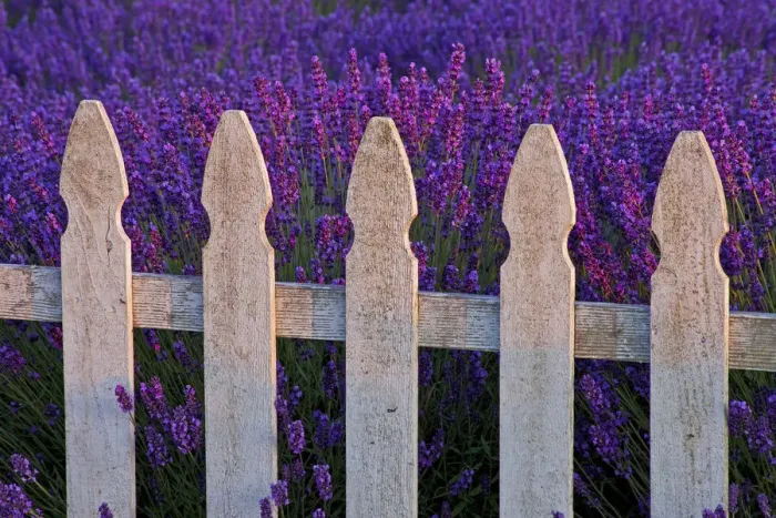 Framed Print : USA, Sequim, Washington State, field of Lavender White Picket Fence