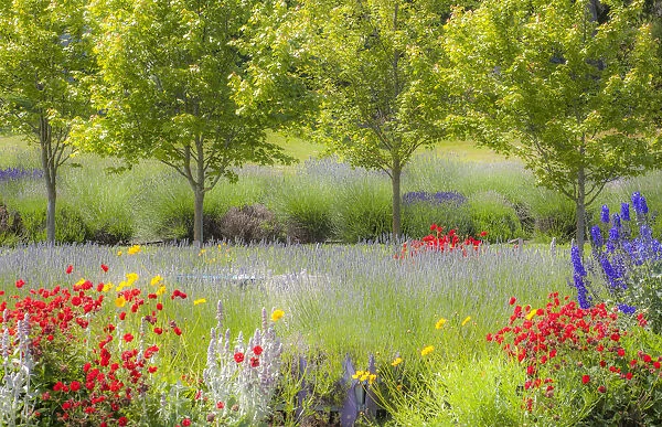 USA, Sequim, Washington State, Pacific Northwest Red Poppies, Lavender garden