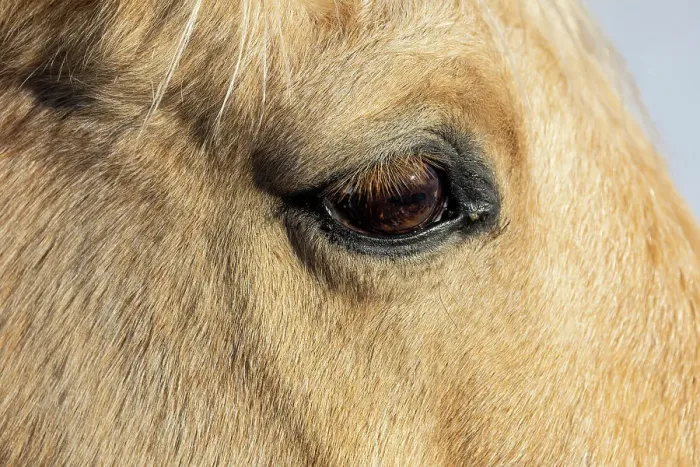 Framed Print : USA, Shell, Wyoming. Hideout Ranch close-up of horses eye. (PR) Framed Print : USA, Shell, Wyoming. Hideout Ranch close-up of horses eye. (PR)