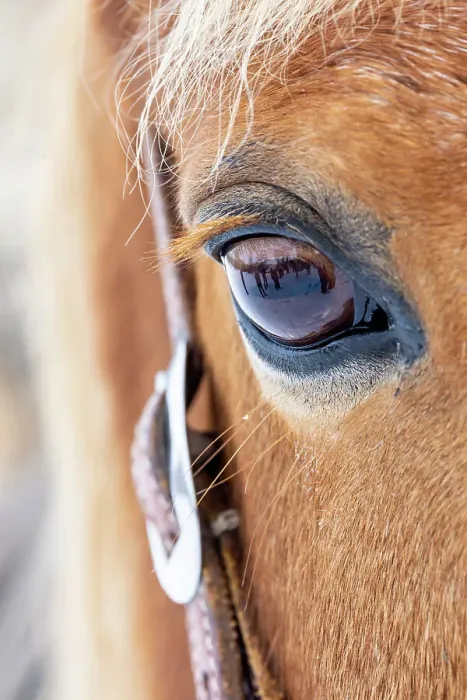 Framed Print : USA, Shell, Wyoming. Hideout Ranch close-up of horses eye. (PR)