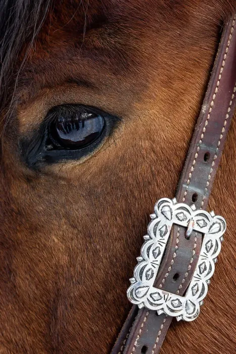 Framed Print : USA, Shell, Wyoming. Hideout Ranch close-up of horses eye. (PR) Framed Print : USA, Shell, Wyoming. Hideout Ranch close-up of horses eye. (PR)