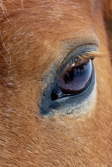 Framed Print : USA, Shell, Wyoming. Hideout Ranch close-up of horses eye. (PR) Framed Print : USA, Shell, Wyoming. Hideout Ranch close-up of horses eye. (PR)
