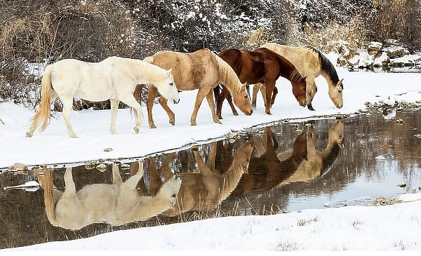 USA, Shell, Wyoming. Hideout Ranch horses in reflection Shell Creek. (PR, MR)