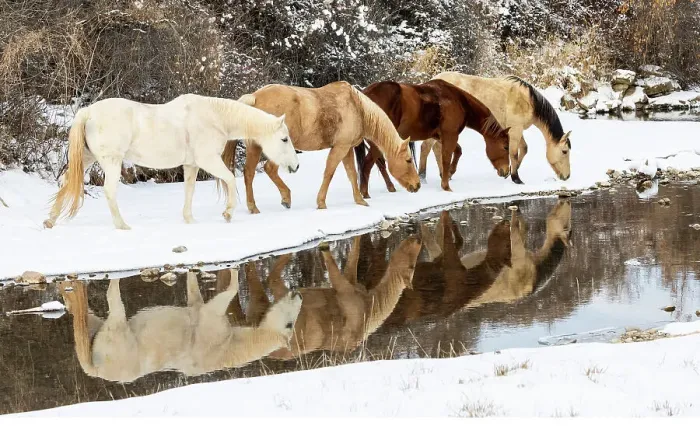 Framed Print : USA, Shell, Wyoming. Hideout Ranch horses in reflection Shell Creek. (PR, MR) Framed Print : USA, Shell, Wyoming. Hideout Ranch horses in reflection Shell Creek. (PR, MR)