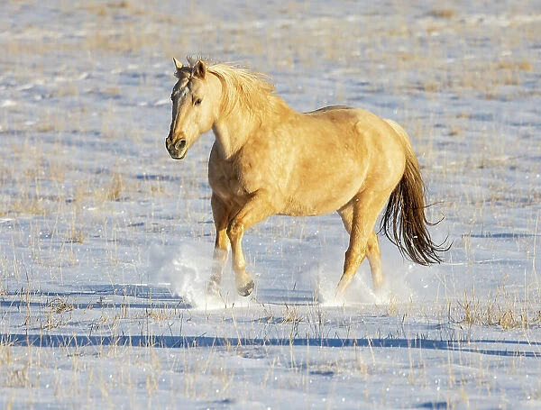 USA, Shell, Wyoming. Hideout Ranch lone horse in snow. (PR, MR)