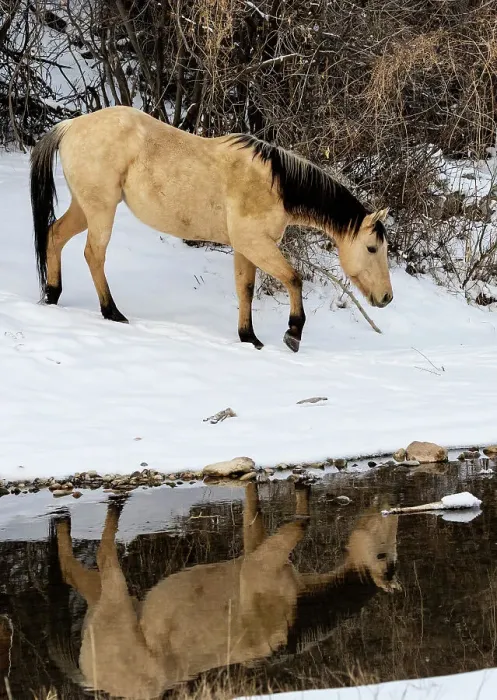 Framed Print : USA, Shell, Wyoming. Hideout Ranch lone horse in reflection Shell creek. (PR, MR)