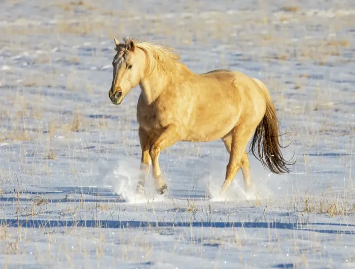 Framed Print : USA, Shell, Wyoming. Hideout Ranch lone horse in snow. (PR, MR) Framed Print : USA, Shell, Wyoming. Hideout Ranch lone horse in snow. (PR, MR)