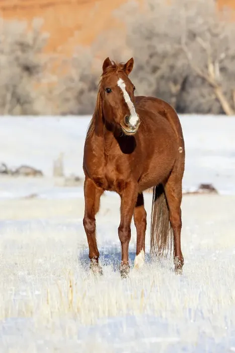 Framed Print : USA, Shell, Wyoming. Hideout Ranch lone horse in snow. (PR, MR)