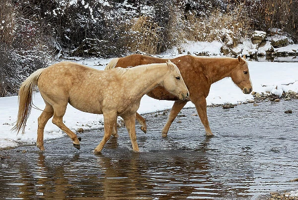 USA, Shell, Wyoming. Hideout Ranch pair of horses in snow. (PR, MR)