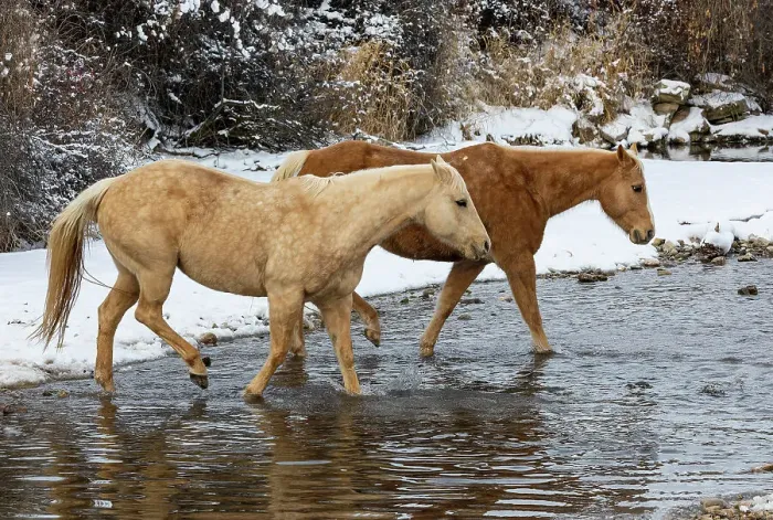 Framed Print : USA, Shell, Wyoming. Hideout Ranch pair of horses in snow. (PR, MR) Framed Print : USA, Shell, Wyoming. Hideout Ranch pair of horses in snow. (PR, MR)