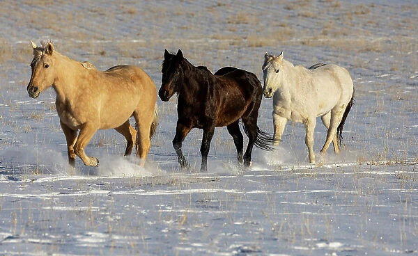 USA, Shell, Wyoming. Hideout Ranch with small herd of horses in snow. (PR, MR)