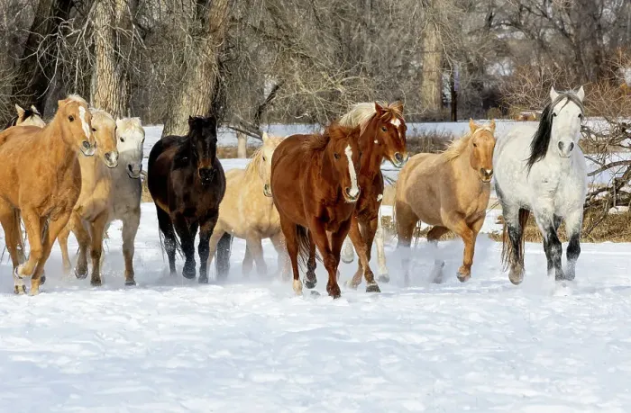Framed Print : USA, Shell, Wyoming. Hideout Ranch with small herd of horses in snow. (PR, MR)