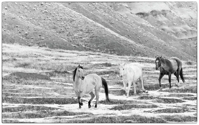 Framed Print : USA, Shell, Wyoming. Hideout Ranch with small herd of horses in snow. (PR, MR) Framed Print : USA, Shell, Wyoming. Hideout Ranch with small herd of horses in snow. (PR, MR)