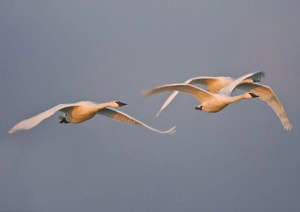 USA, Skagit bay, Washington. Trumpter Swans fly in morning light to the grain fields