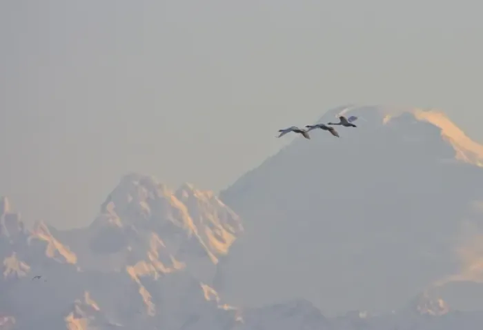 Framed Print : USA, Skagit bay, Washington. Trumpter Swans fly in morning light to the grain fields Framed Print : USA, Skagit bay, Washington. Trumpter Swans fly in morning light to the grain fields
