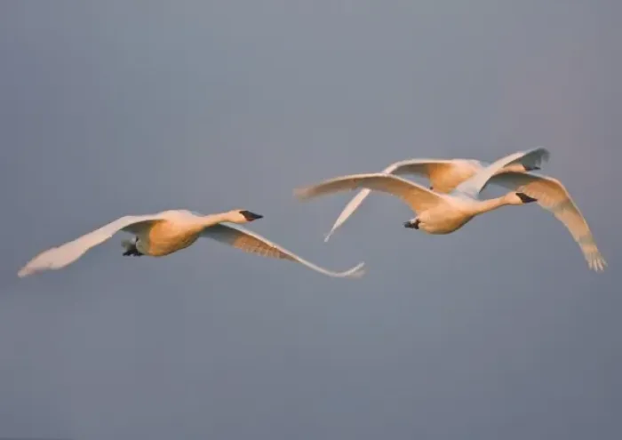 Framed Print : USA, Skagit bay, Washington. Trumpter Swans fly in morning light to the grain fields Framed Print : USA, Skagit bay, Washington. Trumpter Swans fly in morning light to the grain fields