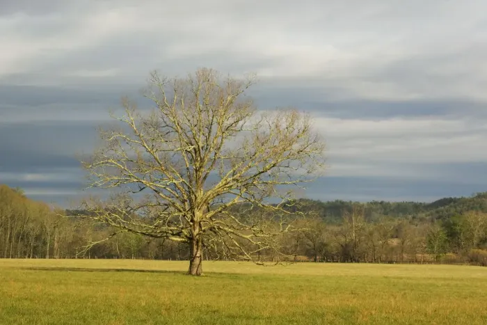 Framed Print : USA; Smoky Mountains NP; Lone tree in a field at Cades Cove