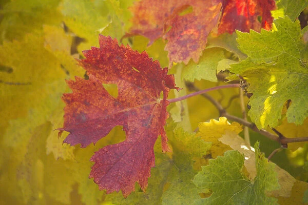 USA, Sonoma, California fall colors on grape leaves