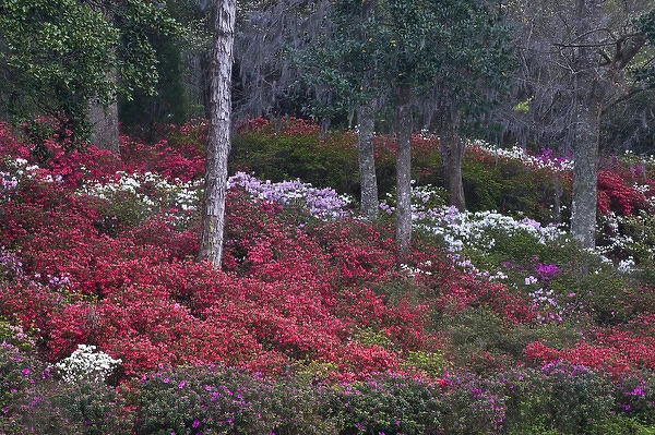 USA, South Carolina. Blooming azaleas on Middleton Plantation. Credit as: Nancy Rotenberg