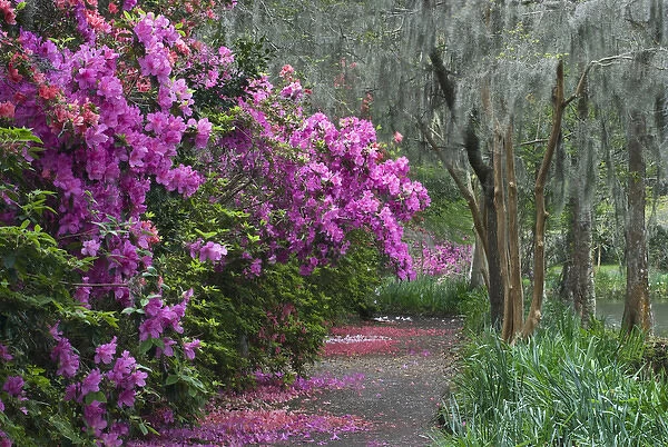 USA, South Carolina. Blooming azaleas on Middleton Plantation