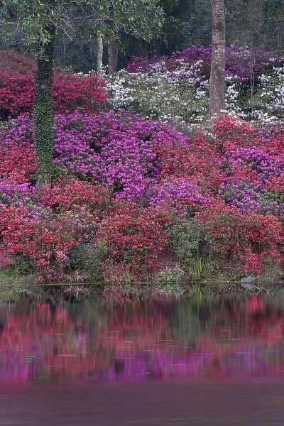 USA, South Carolina. Blooming azaleas on Middleton Plantation