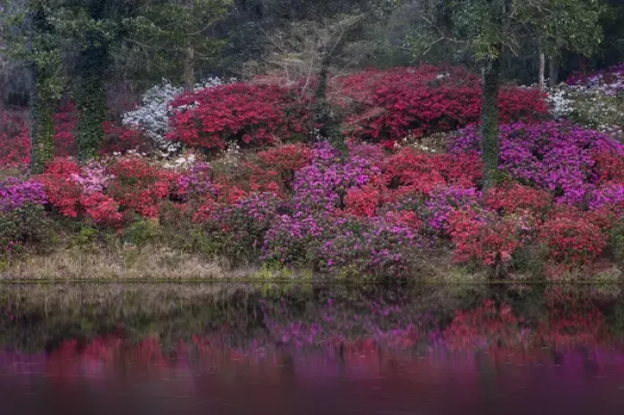 Framed Print : USA, South Carolina. Blooming azaleas on Middleton Plantation. Credit as: Nancy Rotenberg