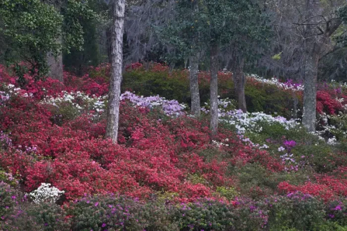 Framed Print : USA, South Carolina. Blooming azaleas on Middleton Plantation. Credit as: Nancy Rotenberg