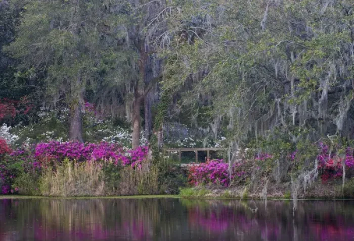 Framed Print : USA, South Carolina. Blooming azaleas on Middleton Plantation. Credit as: Nancy Rotenberg